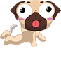 babypugcrawl
